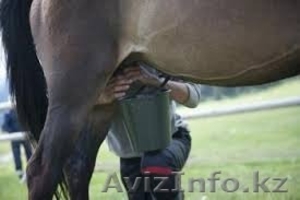 Кымыз,  кумыс,  свежий,  продаю,  куплю,  караганда #1423760