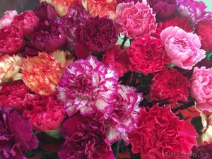 Гвоздики от 90 тенге. #1405818