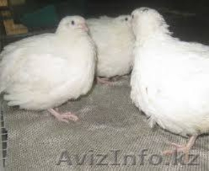 Перепела,  перепёлки,  перепёлочки!!! #1407983