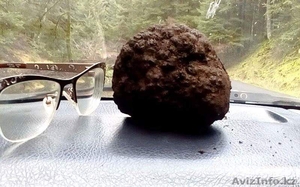 Трюфели чёрные  #1418439