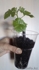 Саженцы винограда сортов Алёшенькин и Зилга #1401288