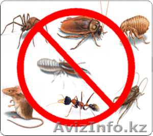 Дератизация дезинсекция дезинфекция в Алматы #1443621