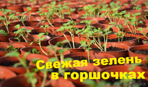 Салаты и пряные травы в горшочках #1428459