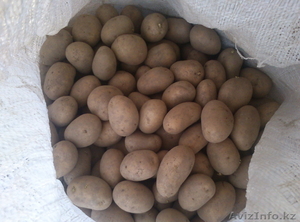 Семенная картошка #1444698