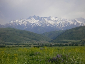 Люцерна,  Разнотравье,  Сено #1459755