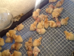 Продам перепелок разного возраста порода английский Техас, яица, перепелиное  мясо #1459585