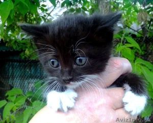 Предлагаю котят от сиамской кошки #1456370