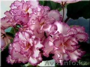 Фуксии,  бальзамины,  фиалки #1454864