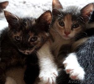 Отдам котят в добрые руки! #1453852