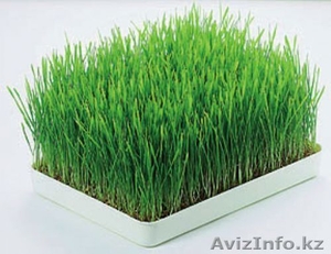 Проращиватель аэросад «Здоровье Клад» #1455260