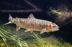 Продам осетр,  форель #1466887