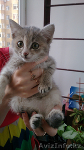 котята ищут добрых и порядочных хозяев #1472033