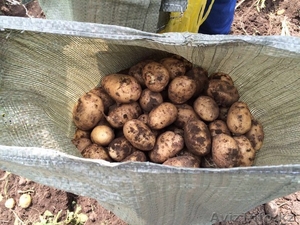 Продам оптом картофель сорта Невский  #1471033