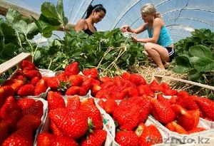  В Польшу на сбор земляники нужны работники #1477515