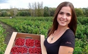  В Польшу нужны сборщики малины #1477537