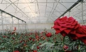 Купить полигаль #1480247