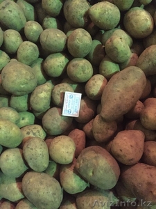 Качественный Картофель  #1384643