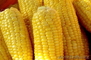 Кукуруза сорт Тулпар #1484066
