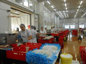 В Польшу требуются рабочие на завод по вторичной обработке свиных кишок #1489394