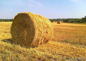 Продам прессованную солому в рулонах #1490881