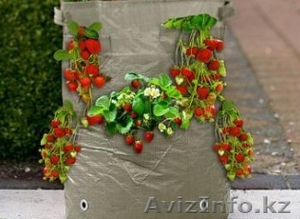 Продам долю в бизнесе производство клубники от 5000 тенге #1493058