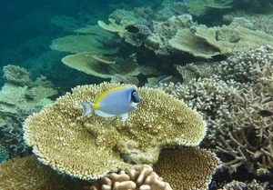 Тур на Мальдивы #1503362