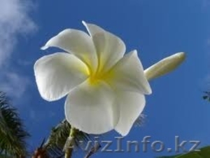 Услуги Гидов,  экскурсоводов,  переводчиков,  транспорт,  сопровождение #1496503