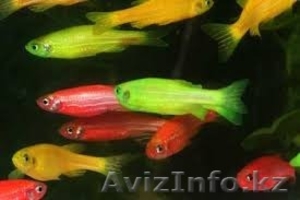 продажа аквариумных рыбок собственного разведения  (10 бесплатно) #1503166