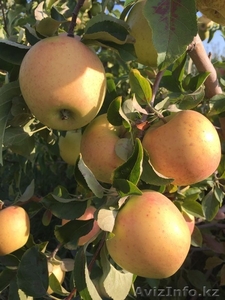 Продам алматинские  яблоки  #1496366