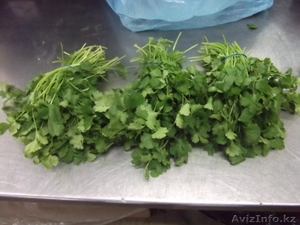 Свежая зелень из Испании #1501853