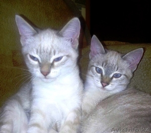 отдам прекрасных котят! #1502594