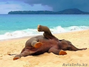 Индия (Гоа) путешествуйте с нами! #1511486