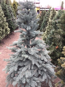 Новогодние елки с доставкой #1508672