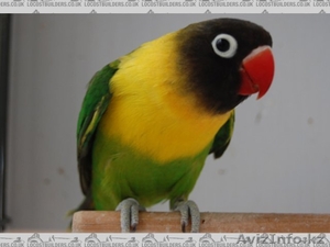 Масковый неразлучник девочка #1506142