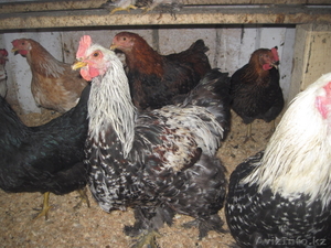 Молодых петухов #1507460