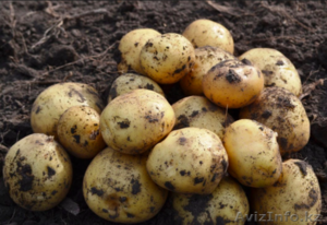 Картофель оптом  5 от производителя! #1504948