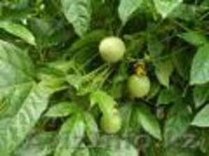 Маракуйя. Пассифлора #1516513