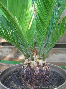 Редкие экзотические растения #1516512