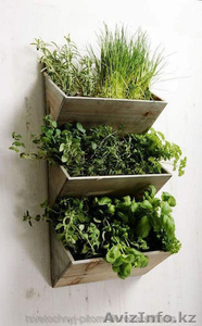 Озеленение помещений пряными растениями. #1516499