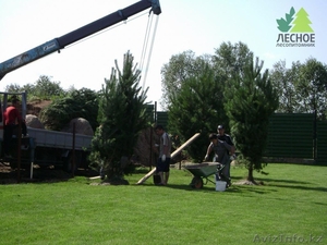 полив газона астана #1519052