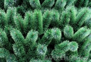 Елки на новый год #1520007