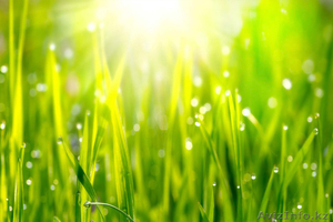 озеленение и благоустройство астана #1519297