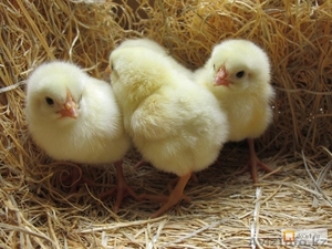 Инкубационное яйцо (бройлер) ROSS 308  #1518726