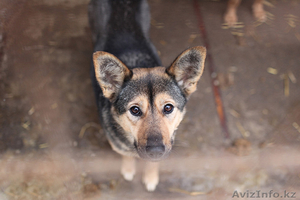 Ищу спонсора для постройки приюта для бездомных животных! #1527977