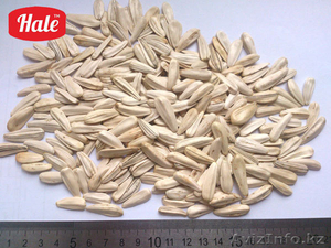 Семечки Высококачественные Белые Кондитерские Оптом #1525649