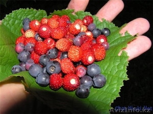 Работа за рубежом в Финляндии.Сезонная работа .Сбор ягод #1528988