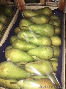 Яблоки из Польши разных сортов #1528666