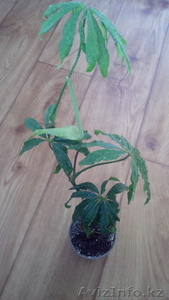 Антуриум.Anthurium polyschistum. #1522620