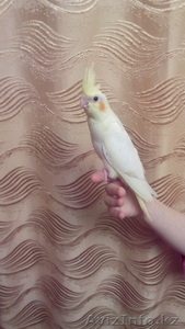 Птенцы Кореллы. #1522601