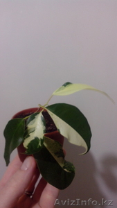 Фикус бенджамина